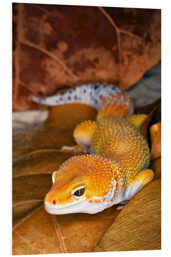 PVC-tavla Leopard gecko between leaves