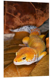 Foam board print Leopard gecko between leaves