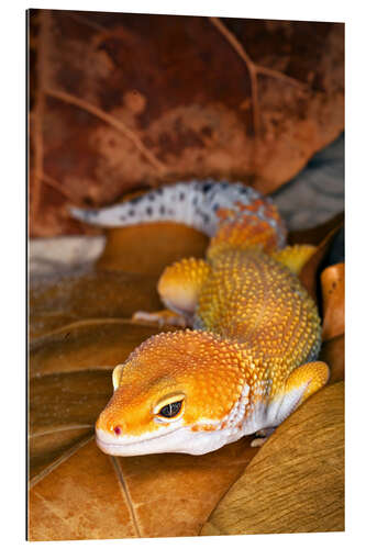 Gallery print Leopard gecko between leaves