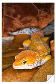 Naklejka na ścianę Leopard gecko between leaves