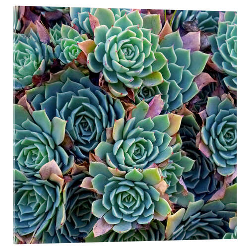 Acrylic print Colorful succulents