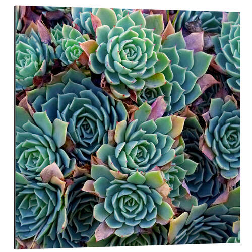 Aluminium print Colorful succulents