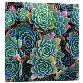 Obraz na PCV Colorful succulents