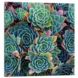 Gallery print Colorful succulents