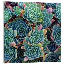 Magnettafel Bunte Sukkulenten