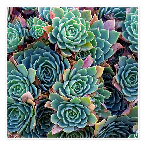 Poster Colorful succulents