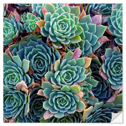 Wall sticker Colorful succulents