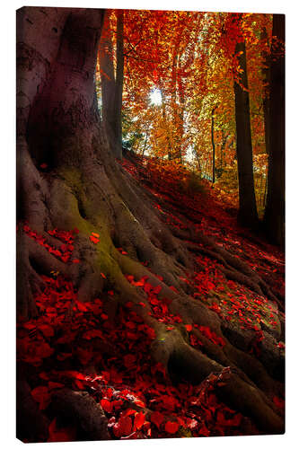 Stampa su tela Luce autunnale