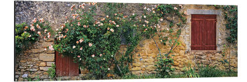 Cuadro de aluminio Rosas que suben en la pared de piedra vieja