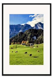 Gerahmter Kunstdruck Alpen und Weidekühe