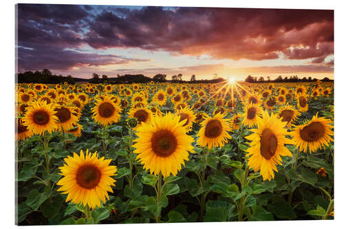 Acrylic print Sunshine