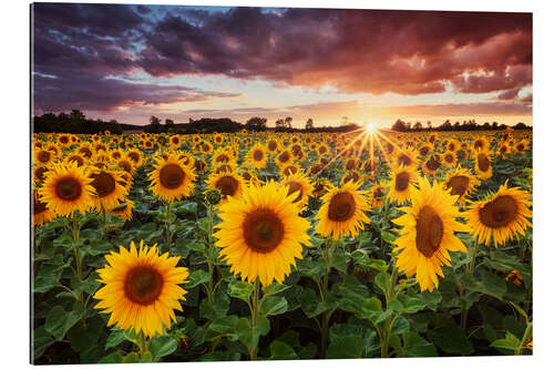 Tableau en plexi-alu Soleil et tournesols