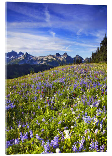 Akrylbilde Flower meadow in front of Mount Rainier