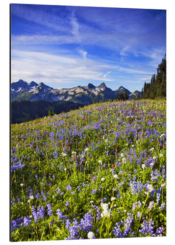 Cuadro de aluminio Prado de flores en frente del Monte Rainier