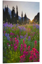 Aluminium print Flower meadow at sunrise