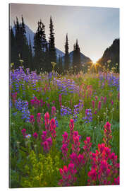 Gallery print Flower meadow at sunrise