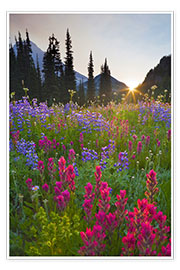 Poster Flower meadow at sunrise