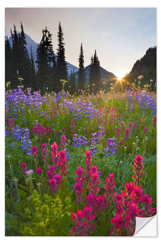 Wandsticker Blumenwiese bei Sonnenaufgang