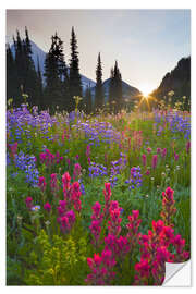 Wall sticker Flower meadow at sunrise