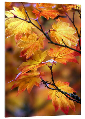 Aluminium print Maple leaves in autumn