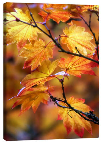 Canvastavla Maple leaves in autumn