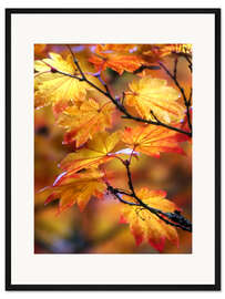 Gerahmter Kunstdruck Ahornblätter im Herbst