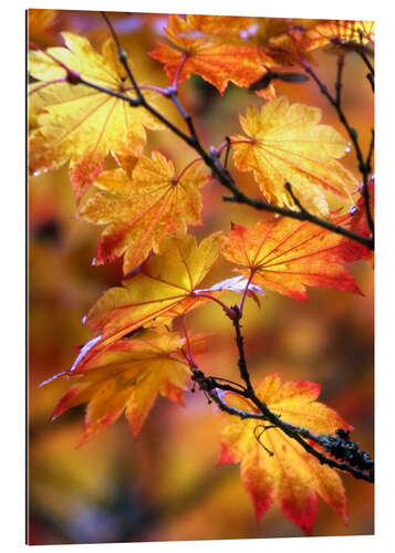 Galleritryk Maple leaves in autumn