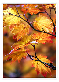 Wall print  Maple leaves in autumn - Janell Davidson