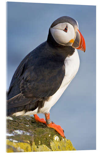 Akrylglastavla Colorful puffin