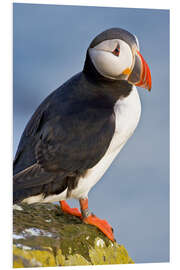 Foam board print Colorful puffin