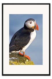 Gerahmter Kunstdruck Bunter Papageientaucher