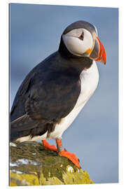 Gallery print Colorful puffin