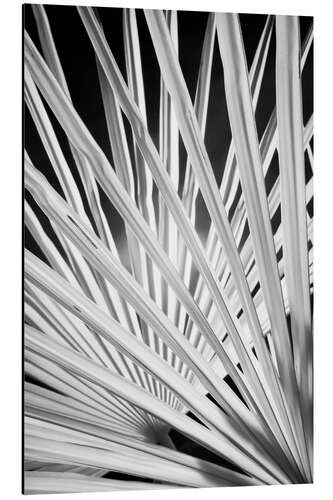 Aluminium print Black and white palm fronds