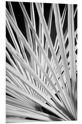 Foam board print Black and white palm fronds