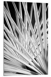 Gallery print Black and white palm fronds