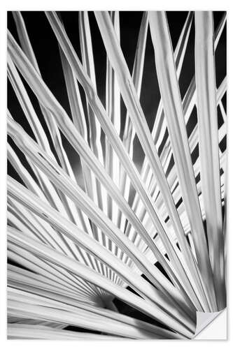 Selvklebende plakat Black and white palm fronds