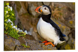 Aluminium print Puffin on a stone