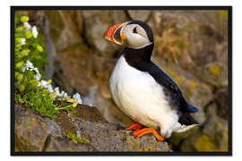 Gerahmter Kunstdruck Papageitaucher auf einem Stein