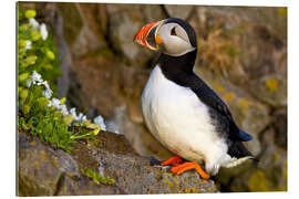 Quadro em plexi-alumínio Puffin em uma pedra