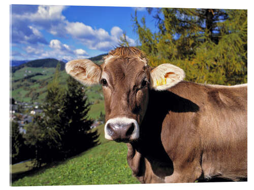 Akryylilasitaulu Cow in the Dolomites