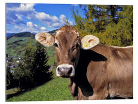 Aluminium print Cow in the Dolomites