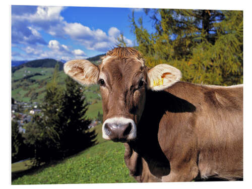 Tableau en PVC Vache brune dans les Dolomites