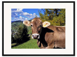 Gerahmter Kunstdruck Kuh in den Dolomiten
