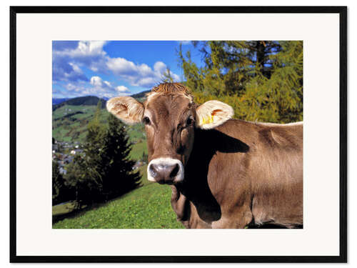 Inramat konsttryck Cow in the Dolomites