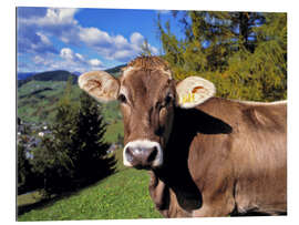 Gallery print Cow in the Dolomites