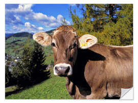 Naklejka na ścianę Cow in the Dolomites