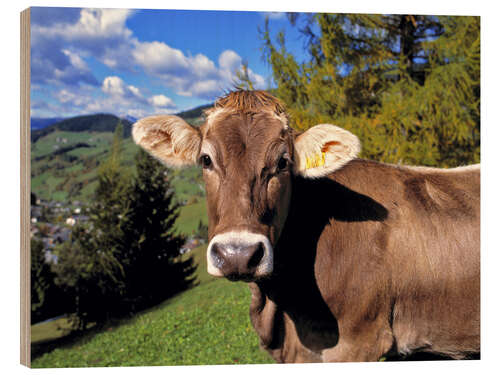 Wood print Cow in the Dolomites