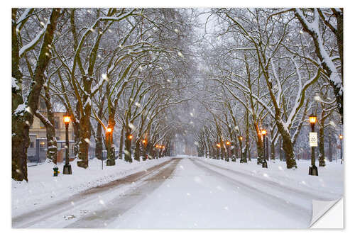 Sisustustarra Snowy avenue