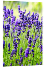 Print på skumplade Lavender on a meadow