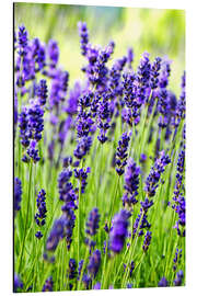 Magnettafel Lavendel auf einer Wiese